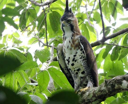 Búho de selva maya en El Zotz