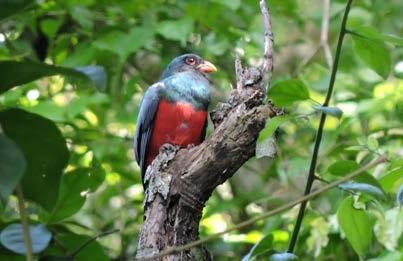 Avifauna tropical en El Zotz